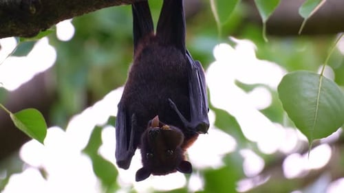 Close up shot of an Australian flying fox hanging upside down from a tree branch amidst lush