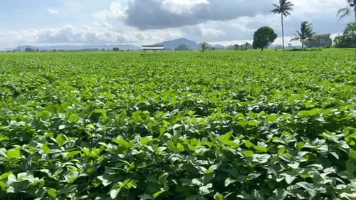 Edamame or soybean soy field of nature agriculture
