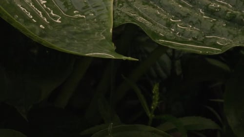 Water drips off large leaf plant