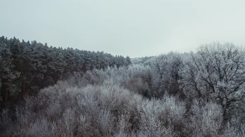 Frozen forest at winter. Aerial drone view of high snowy trees