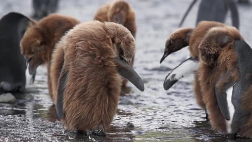 Fluffy Penguin Chicks Gather near Water
