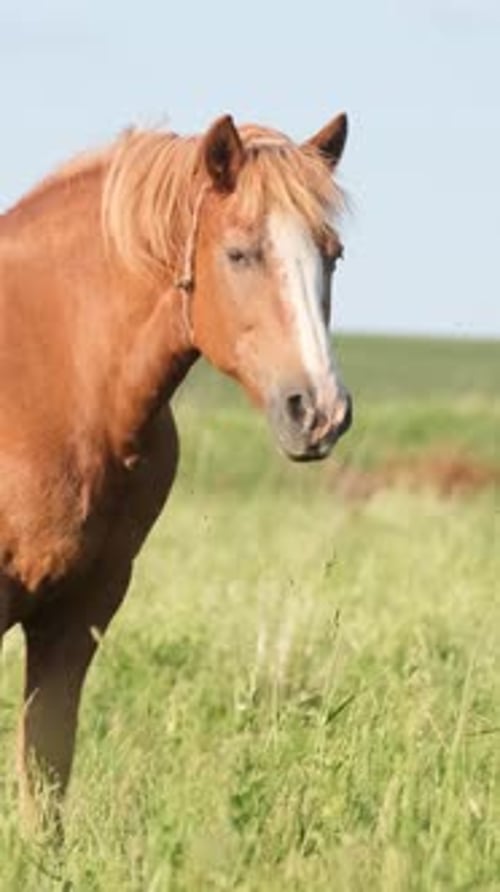 An Adult Horse Stands on a Green Meadow on a Summer Day Vertical Video
