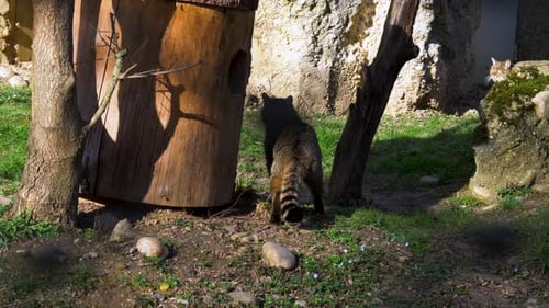 big cat walking, european wildcat (Felis silvestris silvestris) walking in green grass in the nature