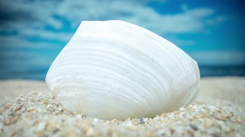 Beach with Different Shells
