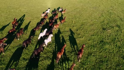 A lot of wild horses are galloping in a green grass field. Filmed in Canada during summer.