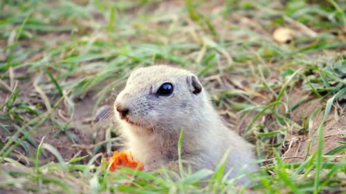 Gopher come cenoura, de perto