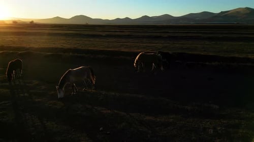 Horses Grazing Peacefully at Sunrise in Rural Pasture