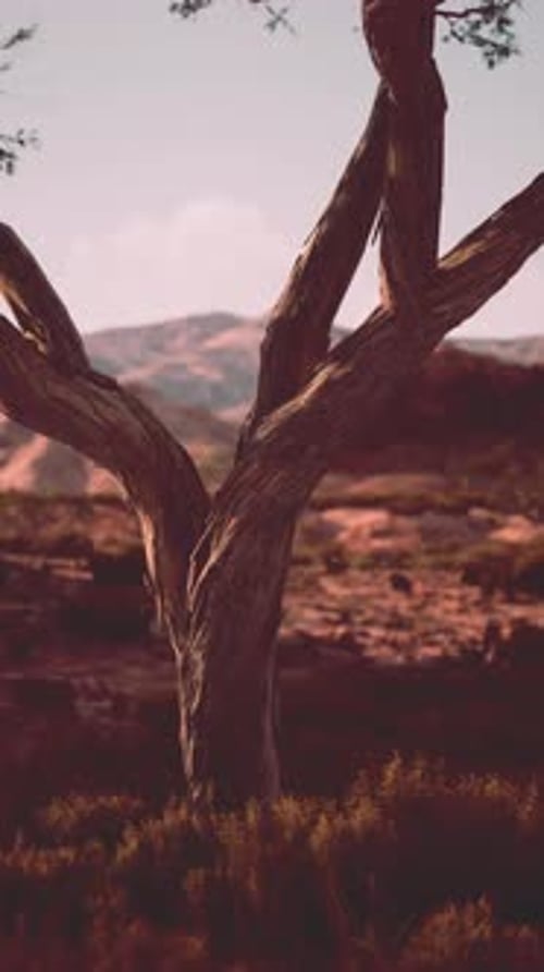 Tree Standing in Field Against Mountain Backdrop