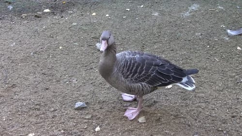 Graugans (Anser Anser) aus nächster Nähe