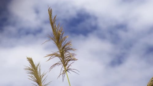 Tall Grass Blowing in Wind on Cloudy Day