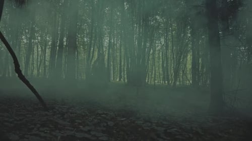 Fabulous Scene in Misty Forest the Girl with a Lantern Wandering in the Forest