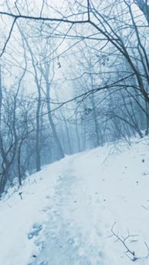 Vertical Winter Forest Walk POV