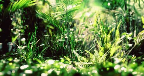 Lush Green Plants in a Vibrant Forest Exhibiting Rich Biodiversity and Sunlight