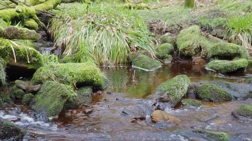 Waldlandschaft. Kleiner Bach oder Fluss, der sich langsam durch Felsen schlängelt und Wasserfälle erzeugt.
Fluss