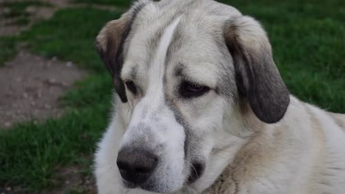 Close-Up of a Dog Relaxing Outdoors
