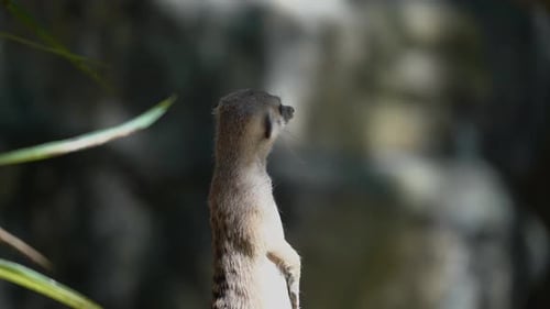 Eine Nahaufnahme eines Erdmännchens, das steht und auf sich selbst aufpasst