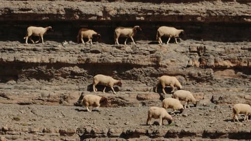 Flock of Sheep Grazing on a Moroccan Mountainside