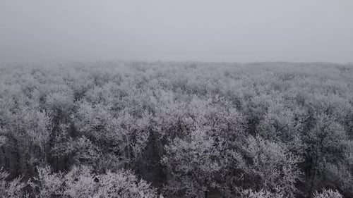 Sobrevolando un denso bosque completamente cubierto de escarcha en un brumoso día de invierno.