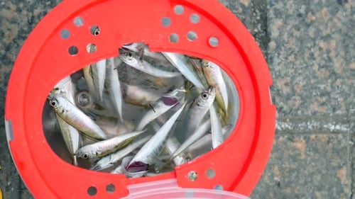 Fishing Catch From River Using a Net in Bright Red Bucket