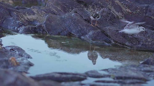 Strandläufer fressen an den Felsen