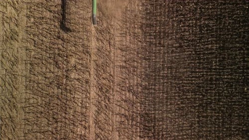 Combine harvesting sunflower on the field