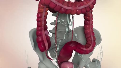 3D Human Digestive System Anatomy Animation with Skeleton and Organs