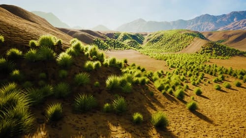 Bush in Semi Desert Large Wasteland