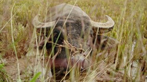 Buffalo grazing in a lush rice field during late afternoon in a tranquil rural landscape