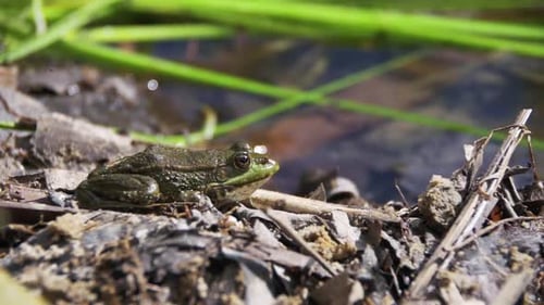 Green Frog Sitting on a River Bank in Water Slow Motion