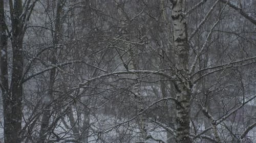 Friedlicher Schneefall in Blizzard mit Schneegestöbern im Tree Forest im Winter