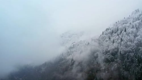 Snow Covered Mountain Forest in Misty Winter Landscape