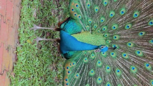 Beautiful Elegant Indian Peafowl Bird Walks Through Grass in Ontological Reserve