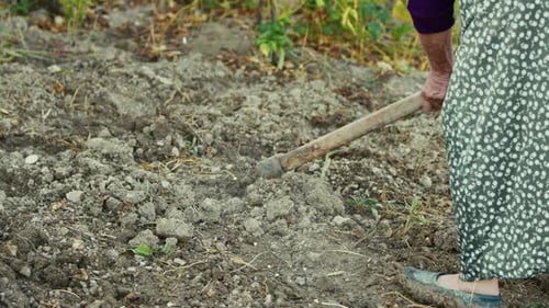 Old Peasant Woman Hoeing The Soil In Her Garden 3