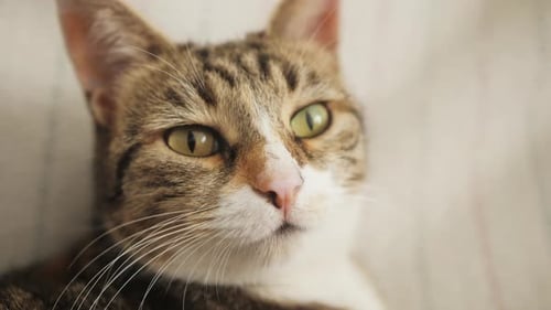 Closeup Portrait of Serious Cat with Green Eyes Furry Pedigreed Pet Relaxing