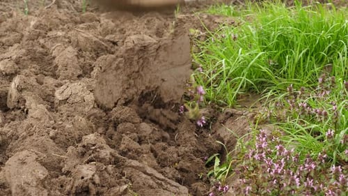 Turning Soil with Shovel in Sunny Field
