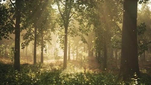 A Forest Filled with Lots of Trees and Grass