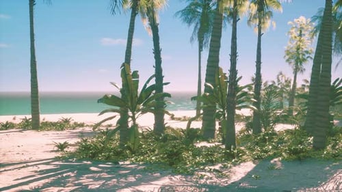 Tropical Beach with Coconut Palm Tree
