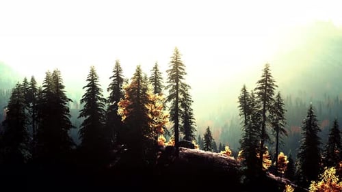 Autumn Forest Panorama with Golden Light and Misty Hills