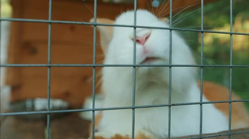 Close Up of a White Rabbit in Cage