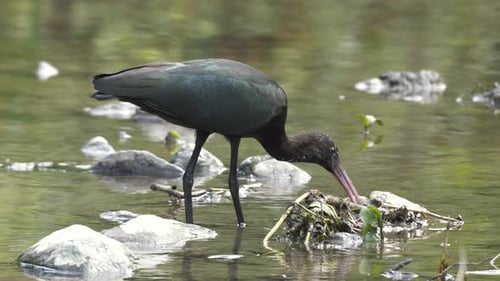 Image Of Glossy Ibis Bird Feeding In Water