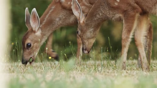 A fawn, baby deer, in forest, eating grass. A small cute deer in the woods. Animals in nature.