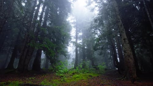 Forest Mist - 4K