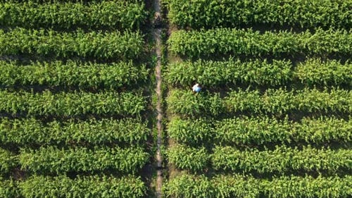 Aerial view of fields and agricultural parcels. Agricultural landscape