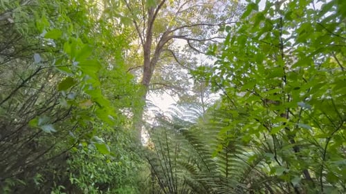 Exotic Native Trees On Tropical Jungle In New Zealand. POV