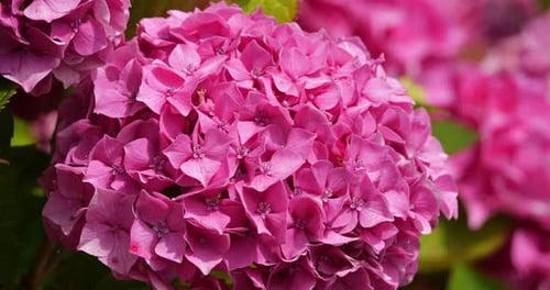 Close up on a Hydrangea, Brittany, France
