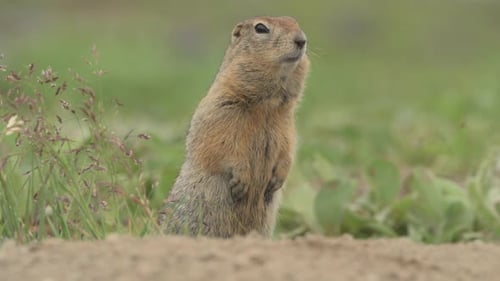 Esquilos terrestres curiosos: cães da pradaria na grama verde de Kamchatka