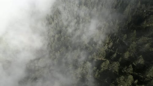 Aerial footage over the trees covered by mist in the mountain forest nature