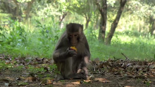 Monkey in the Forest Eating Nectarine