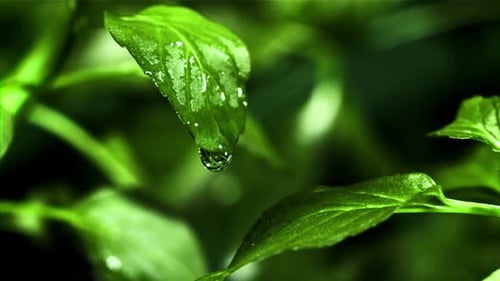 Drop of Water Falls From a Green Mint Leaf
