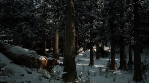 Serene Winter Forest with Snow Covered Ground and Towering Dark Trees at Dusk